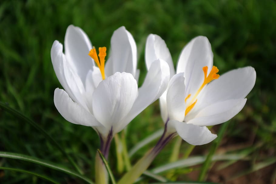 spring, crocus, meadow, green flower, color frühblüer, nature HD wallpaper