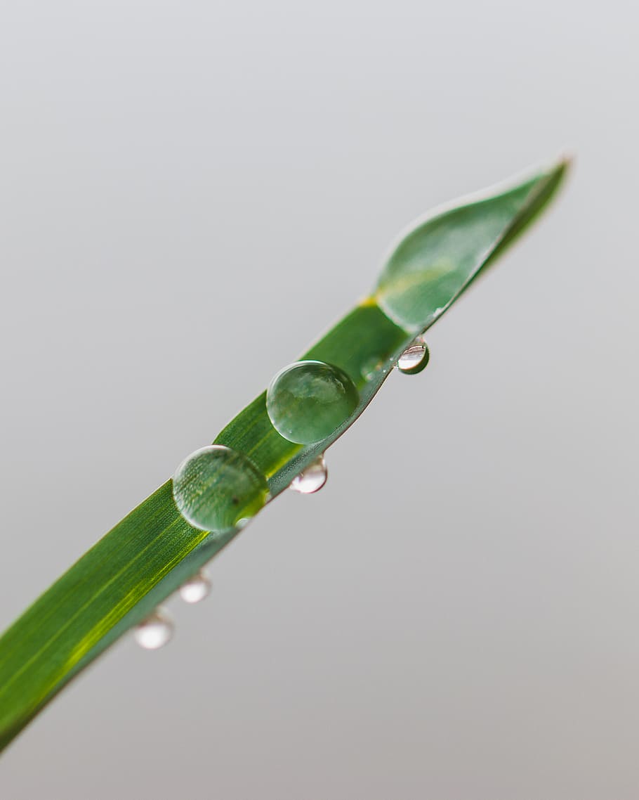 Dew Drops on Leaf, bright, close-up, colors, environment, focus HD wallpaper