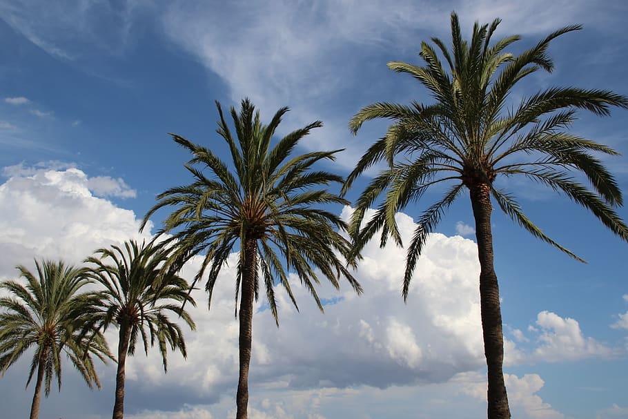 palm, sky, clouds, beach, mallorca, promenade, sea, travel HD wallpaper