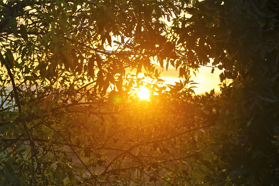 sunset, nature, forest, sky, in the evening, tree, plant, sunlight HD wallpaper
