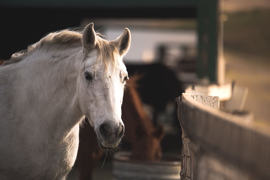 livestock, mammal, animal, animal themes, domestic animals HD wallpaper