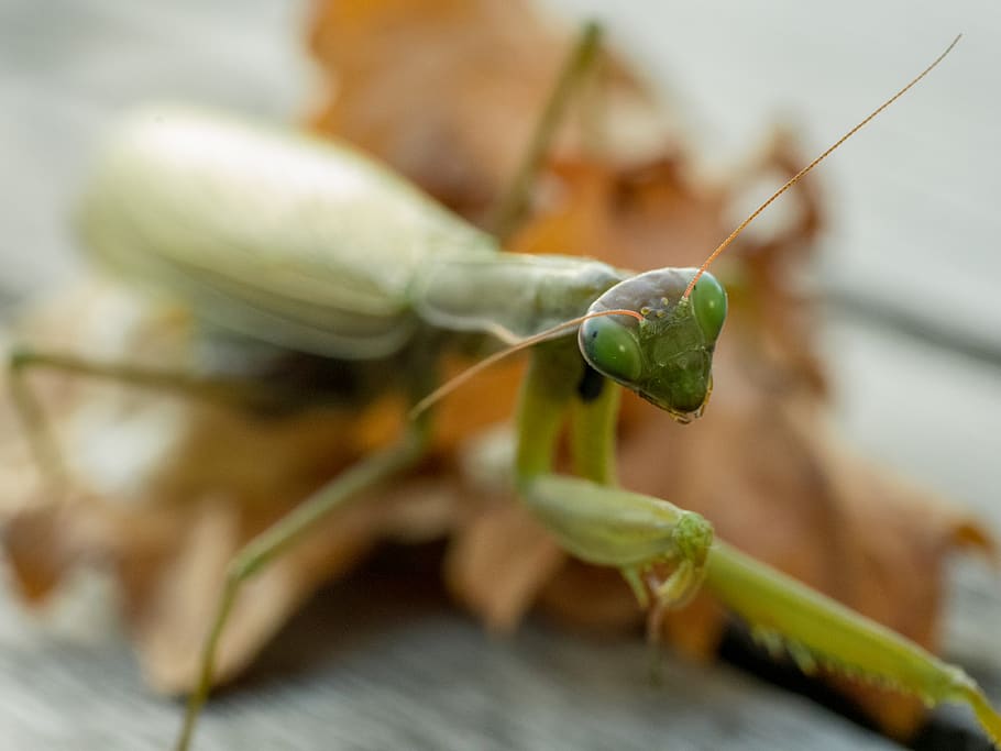 mantis, macro, close, animal, close-up, food, green color, food and drink HD wallpaper
