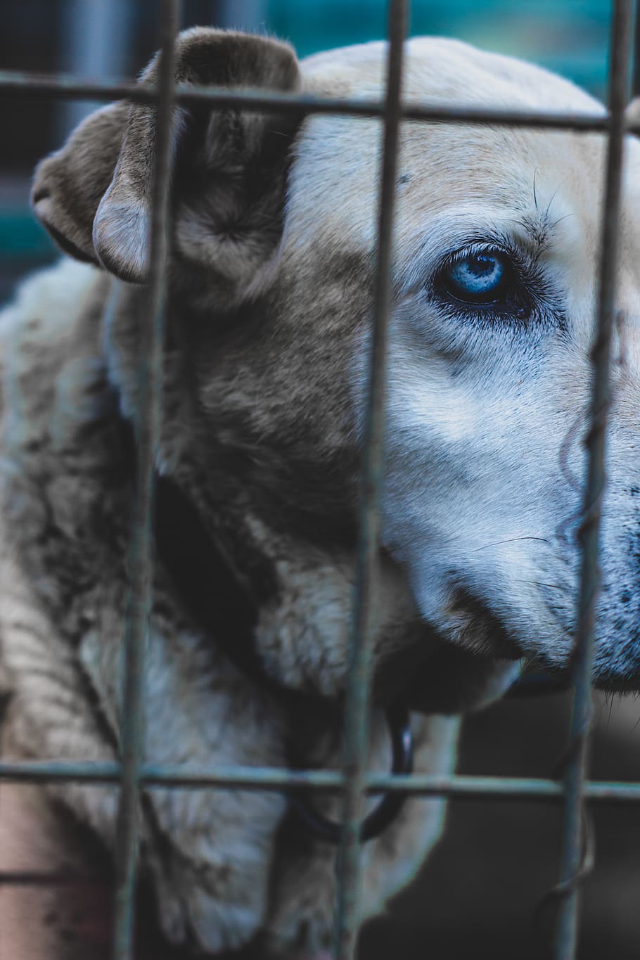 dog in cage, mammal, one animal, domestic animals, animal themes HD wallpaper