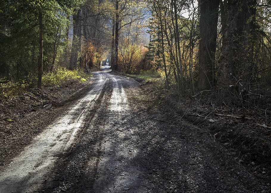 Landscape View of Roadway during Daytime, dirt road, forest, trees HD wallpaper