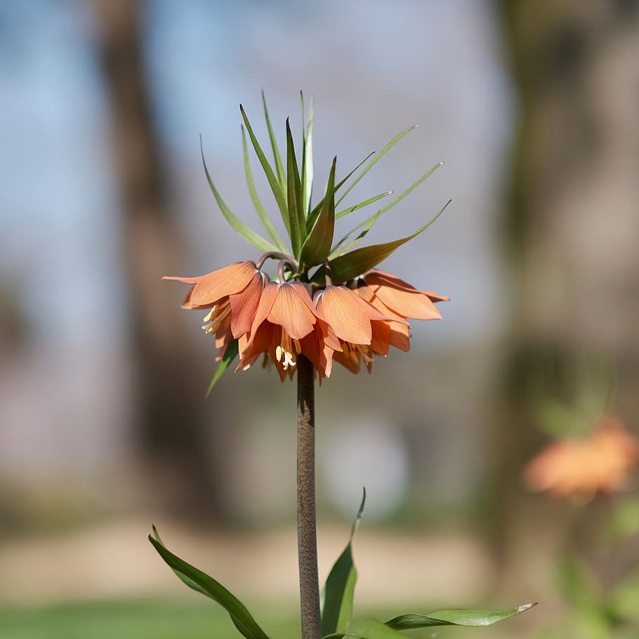 flower, petals, beautiful, spring, pure, flowering plant, fragility HD wallpaper
