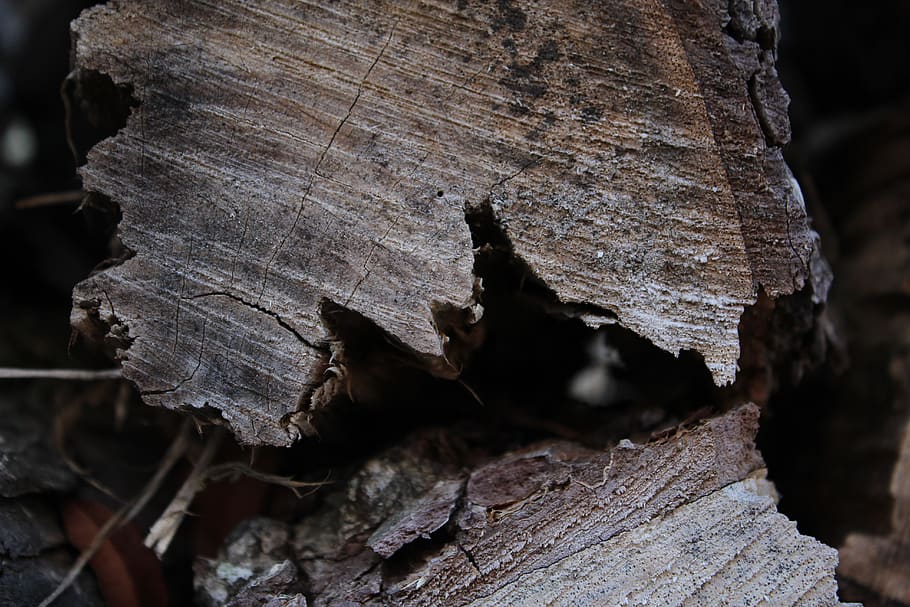 wood, m, close-up, tree, no people, wood - material, nature HD wallpaper