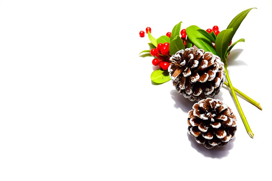 Two Pine Cones, bright, close-up, colors, pinecones, red, white background HD wallpaper