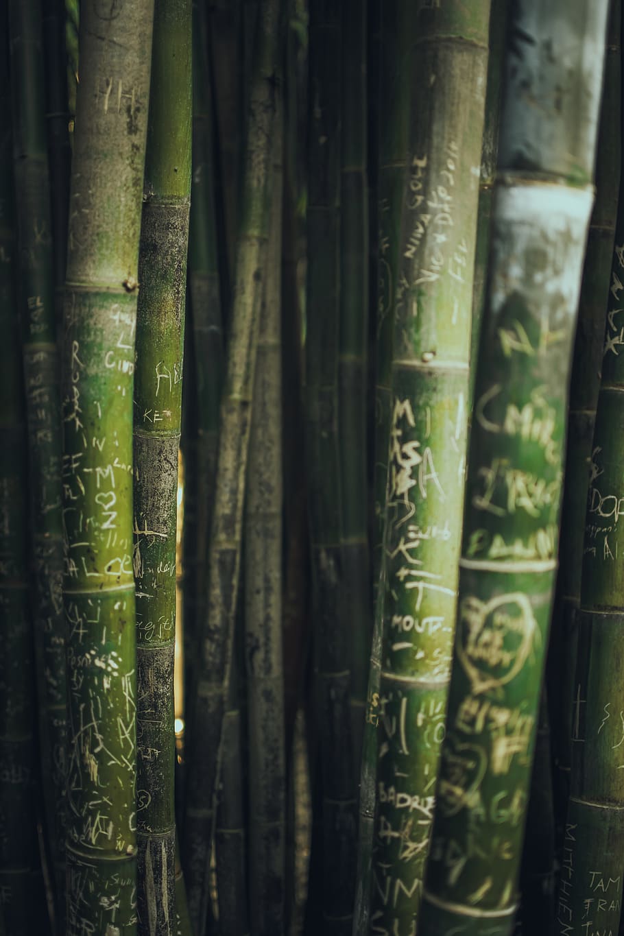Photo Of Green Bamboos, grass, growth, bamboo - plant, no people HD wallpaper