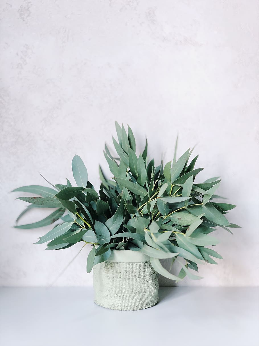 Photo of Plants On White Pot, copy space, copyspace, eucalyptus HD wallpaper