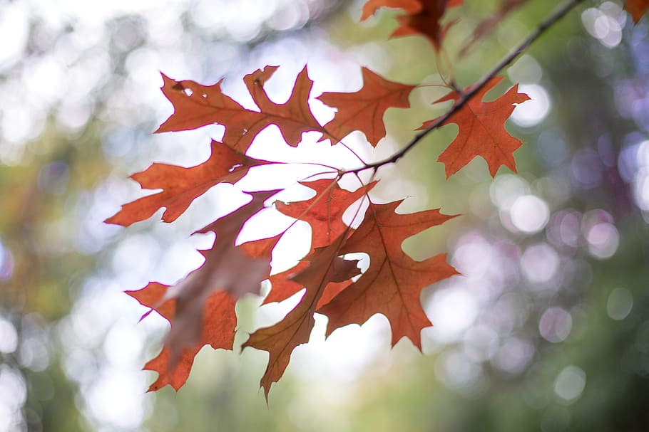 leaf, plant, tree, maple, maple leaf, veins, sunlight, oak HD wallpaper