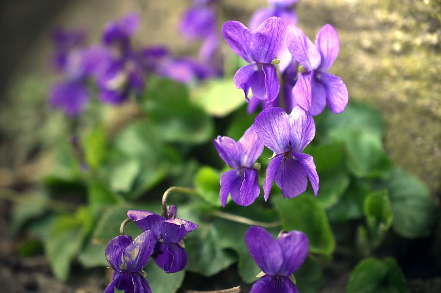 violet, viola, violaceae, plant, flower, blossom, bloom, garden HD wallpaper