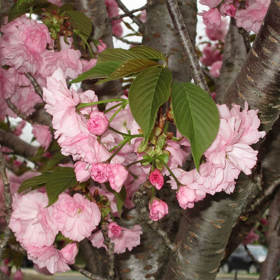 united states, newark, tree, spring, pink, buds, leaves, blooming HD wallpaper