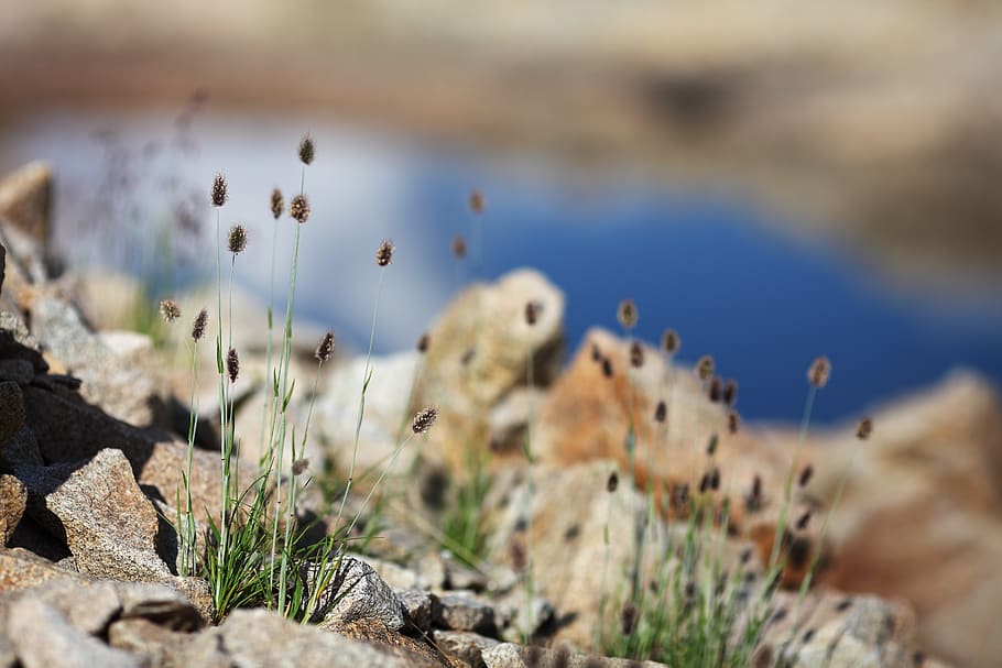 grass, mountain, nature, landscape, outdoor, lake, herb, blue HD wallpaper