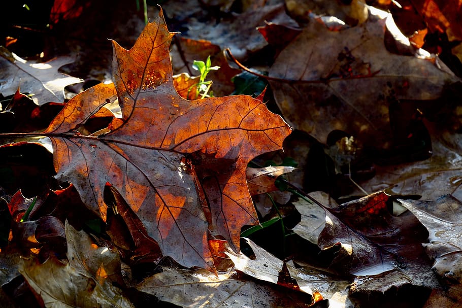 autumn, leaf, leaves, fall, trees, season, october, colorful HD wallpaper