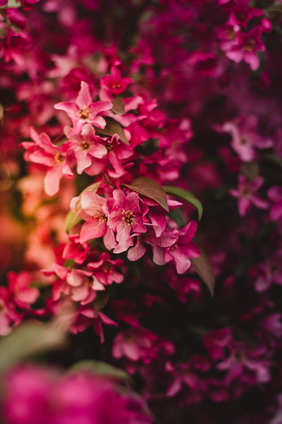 Close Up Photo of Pink Petaled Flower, bloom, blossom, close-up HD wallpaper