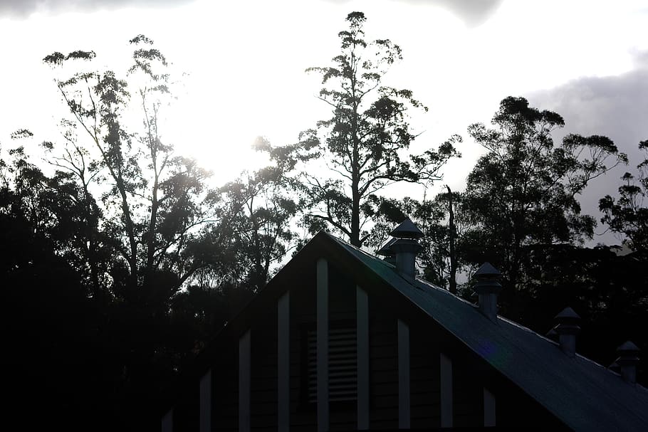 australia, warburton, tree, architecture, built structure, plant HD wallpaper
