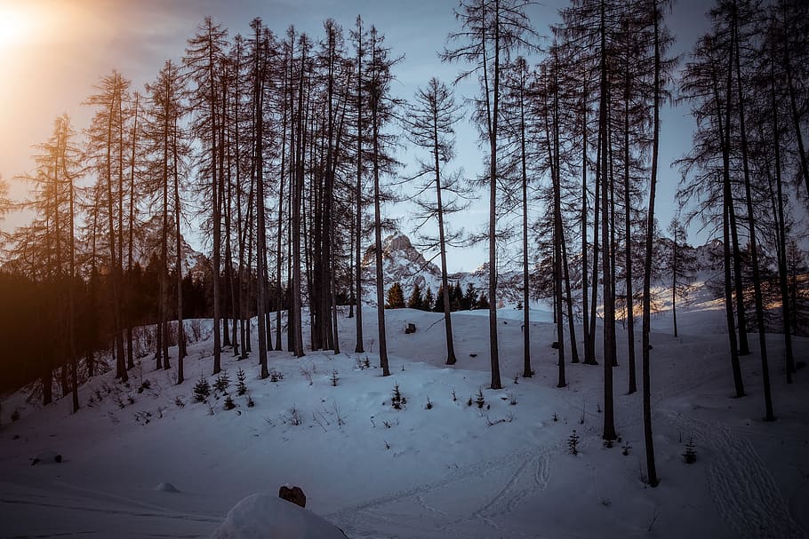 landscape, winter, snow, trees, nature, wintry, vorarlberg HD wallpaper