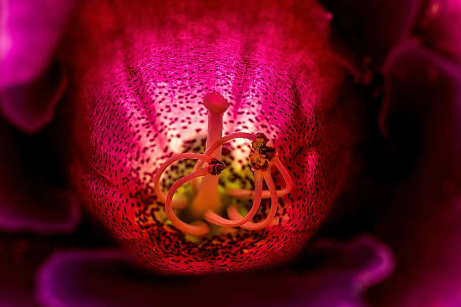 flower, macro, inside, stamp, plant, red, nature, stamen, close up HD wallpaper