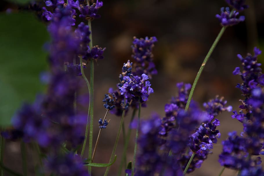 flower, nature, flowering plant, purple, freshness, beauty in nature HD wallpaper