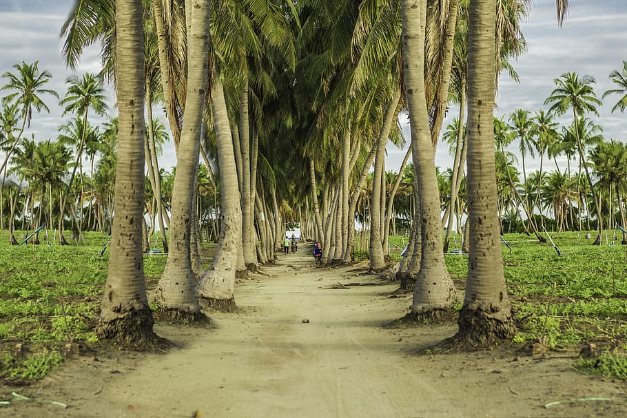 maldives, thoddoo, tree, plant, palm tree, tropical climate HD wallpaper