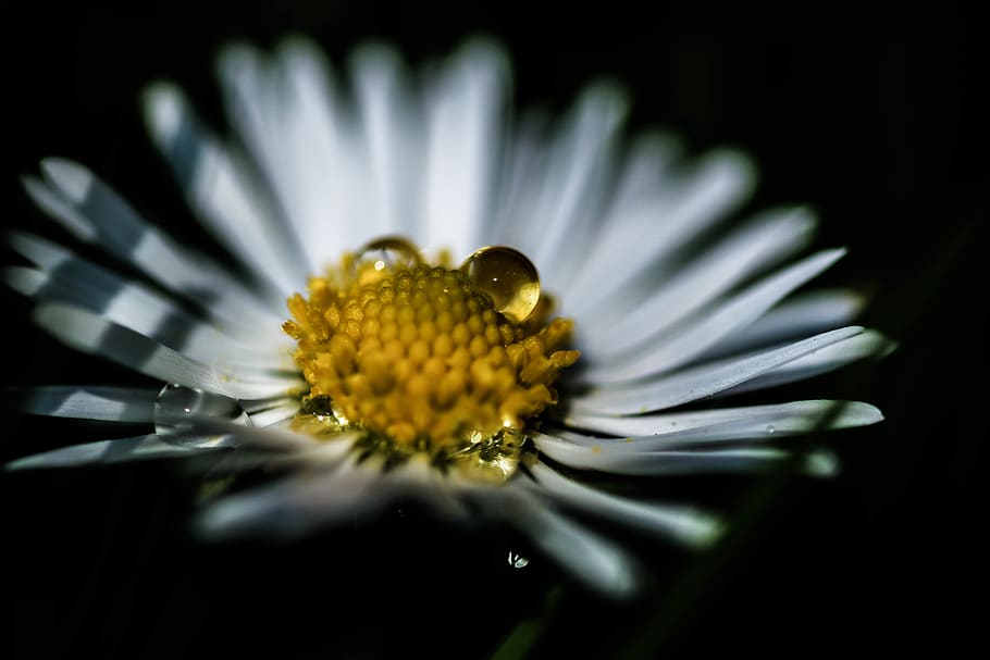 flower, green, daisy, droplets, water, dew, yellow, white, spring HD wallpaper