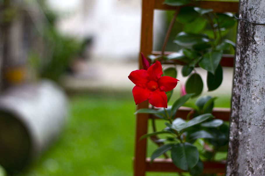 flower, red, green, botany, nature, garden, plant, flowers HD wallpaper
