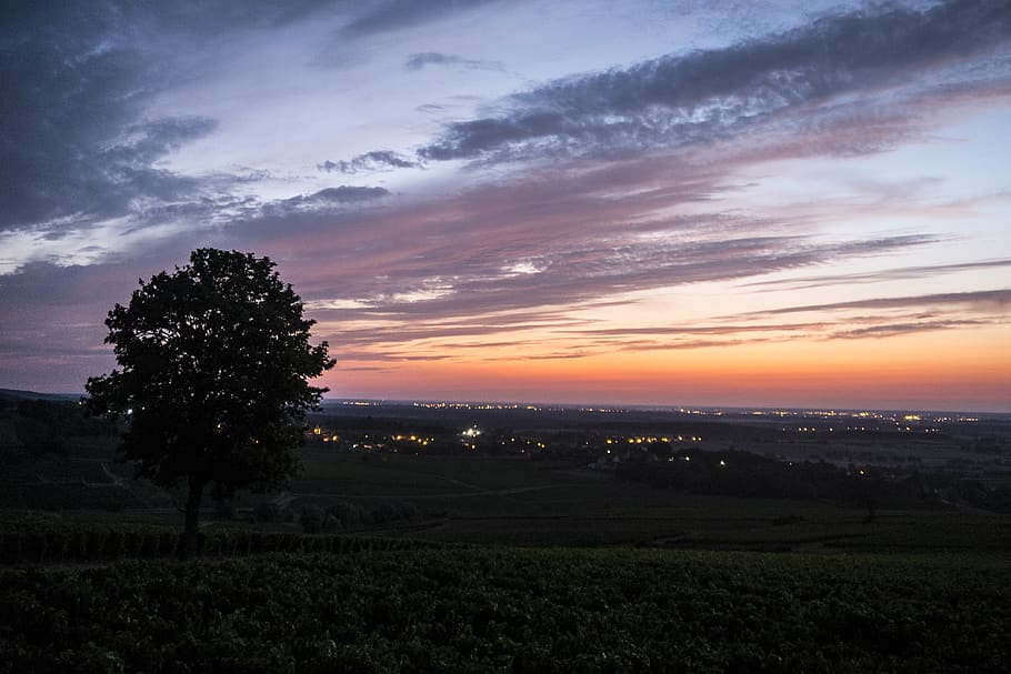 landscape, sky, dusk, beauty in nature, plant, scenics - nature HD wallpaper