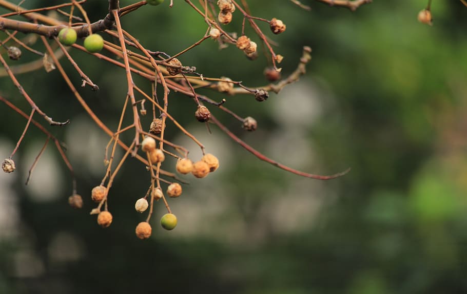 fruit, tree, nature, background, mature, growth, plant, focus on foreground HD wallpaper