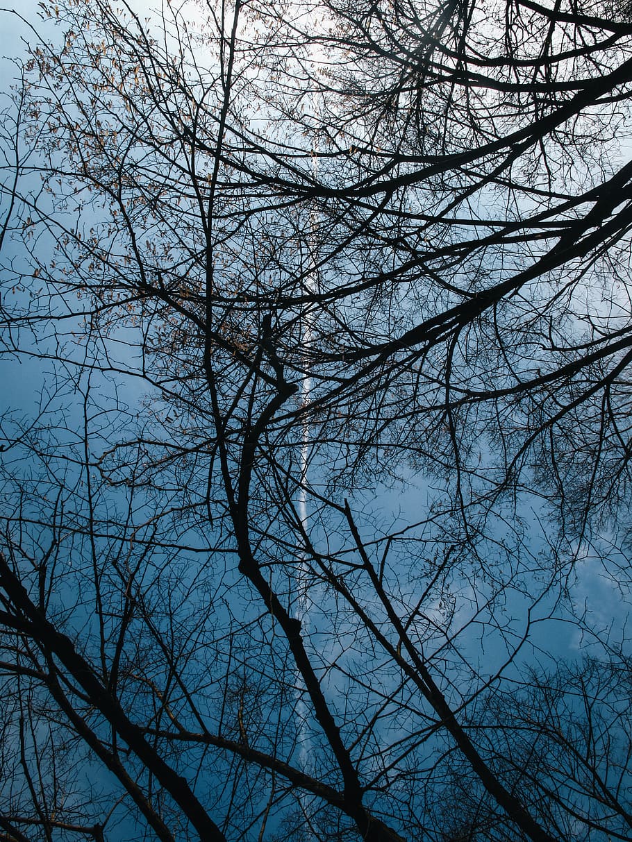 Photo of Bare Tree During Daytime, branches, environment, low angle photography HD wallpaper