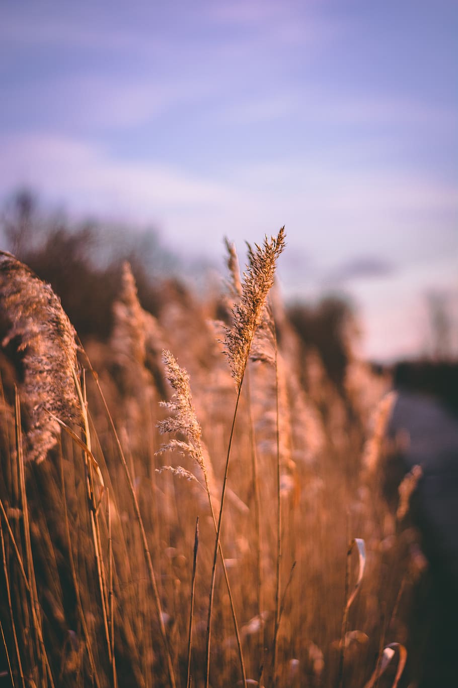 Selective Photo of Brown Plant, bright, close-up, dawn, daylight HD wallpaper