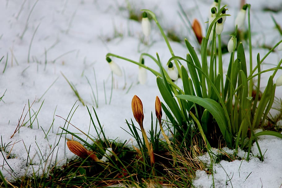 crocus, bud, snow, flowers, winter, blossom, bloom, nature HD wallpaper