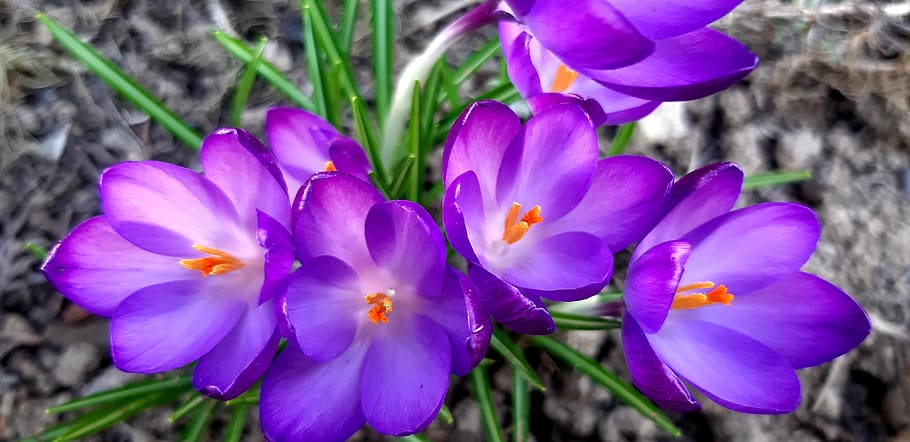 crocus, flowers, violet, nature, flora, polen, flowering plant HD wallpaper