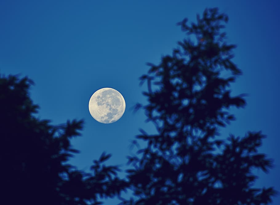 moon, night, sky, lunar, dark, blue, tree, full moon, plant HD wallpaper