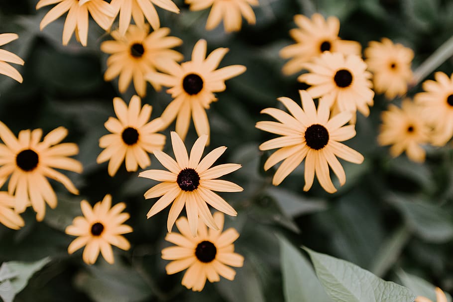 yellow flowers, flowering plant, freshness, petal, beauty in nature HD wallpaper