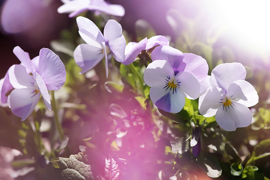 Shallow Focus Photography of Flowers, aromatherapy, beautiful HD wallpaper