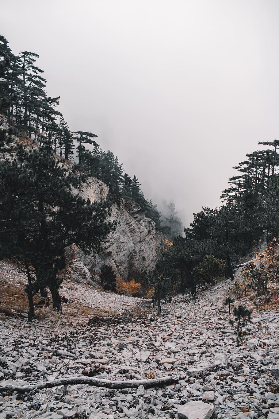 trees on hills with fogs, plant, sky, winter, cold temperature HD wallpaper