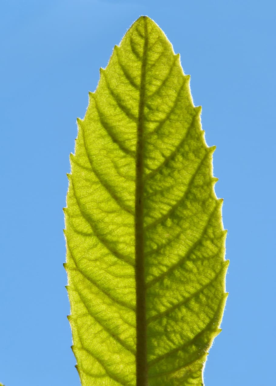 leaf, nerves, branching, texture, veins, green, translucent HD wallpaper