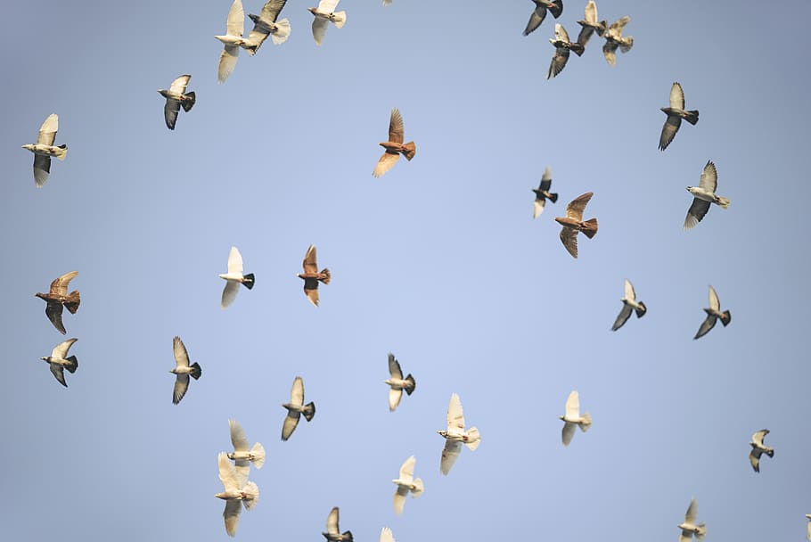 flock of birds flying, animal, lekosa, north cyprus, aircraft, HD wallpaper