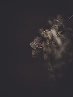 black and brown image, plant, light, flare, leaf, veins, blossom HD wallpaper