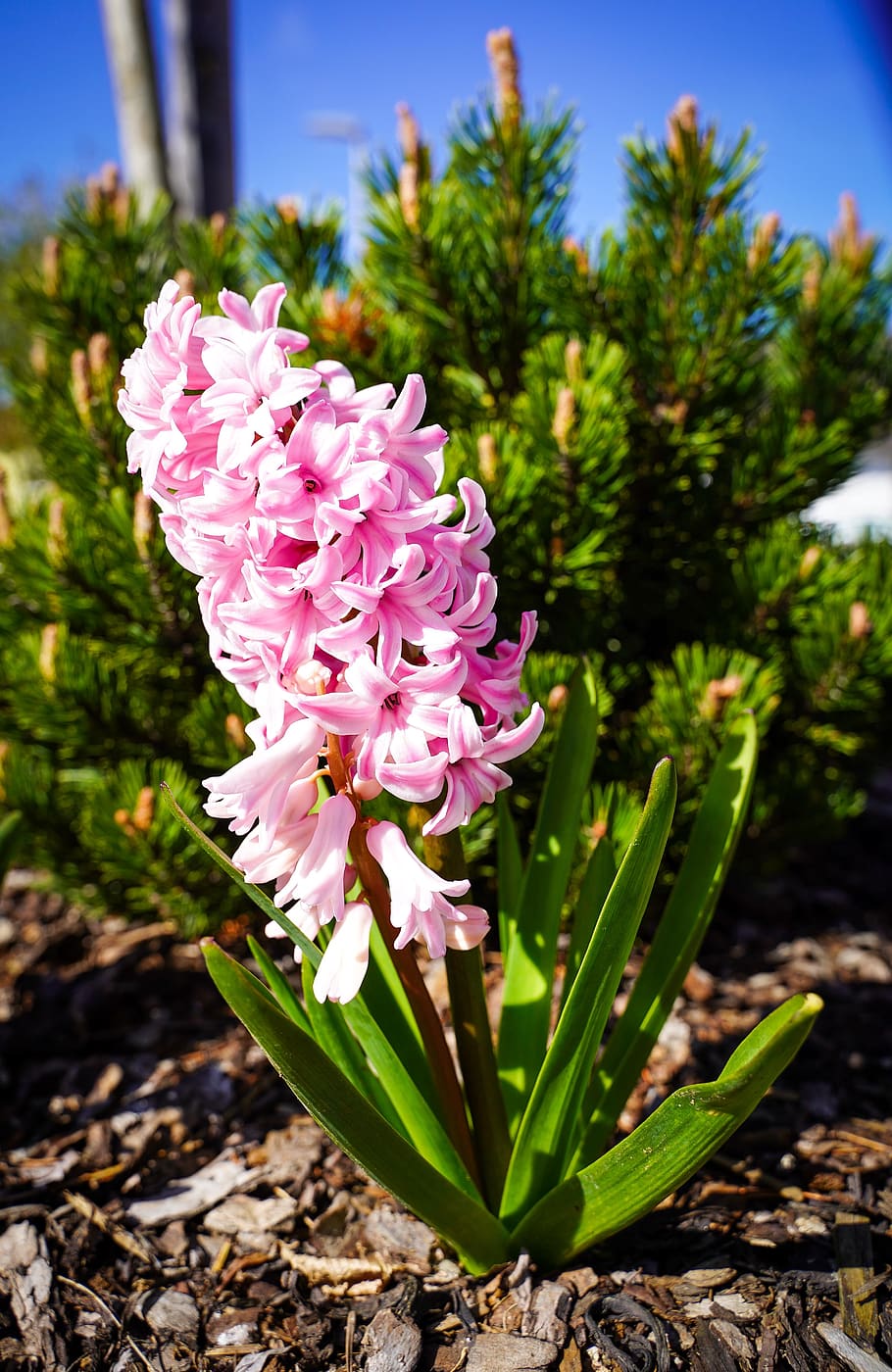 blossom, bloom, yellow, nature, grass, spring, sun, rays, flower HD wallpaper