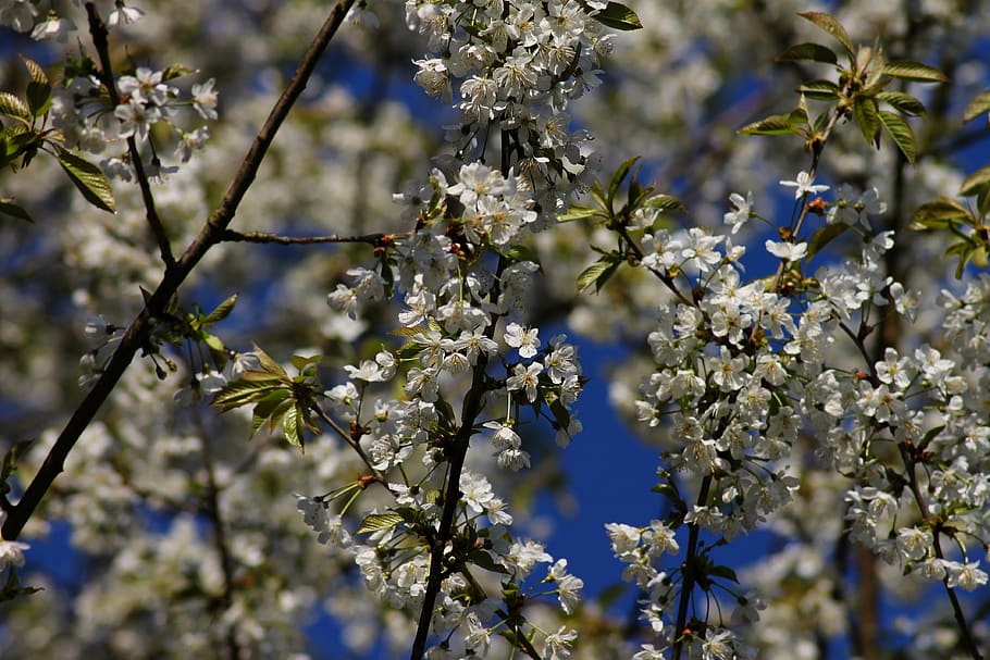 background, flowers, nature, spring, garden, close up, blütenmeer HD wallpaper