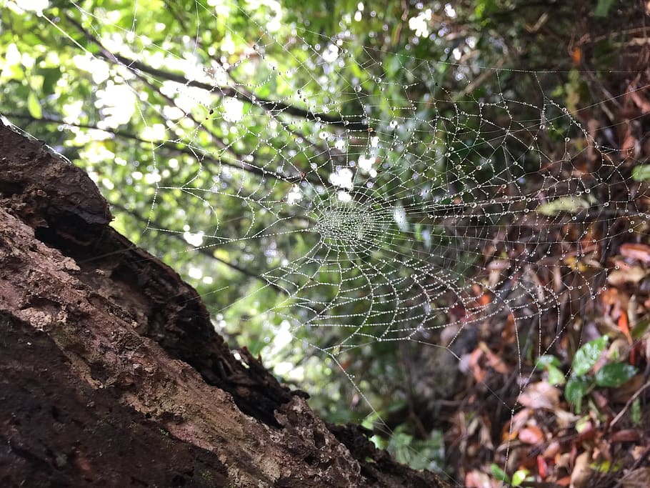 taiwan, xianshan trail, spider web, plant, focus on foreground HD wallpaper