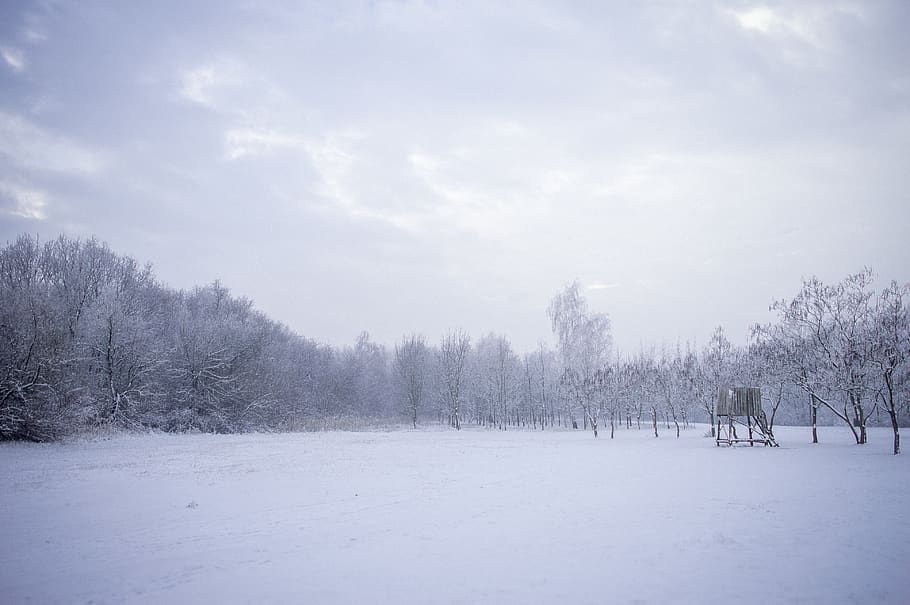 winter, blue, cold, snow, ice, nature, frozen, sky, frost, trees HD wallpaper
