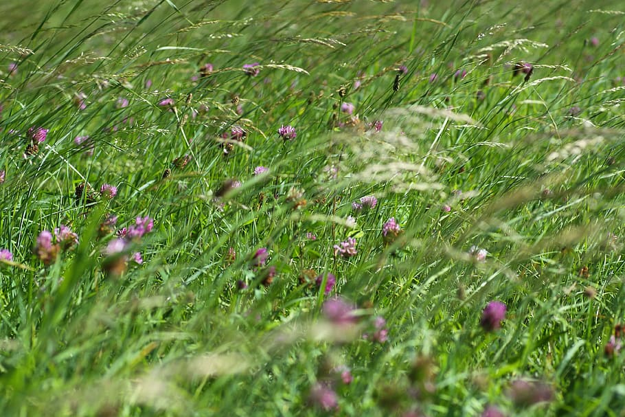 grass, field, meadow, nature, landscape, rural, sky, summer HD wallpaper