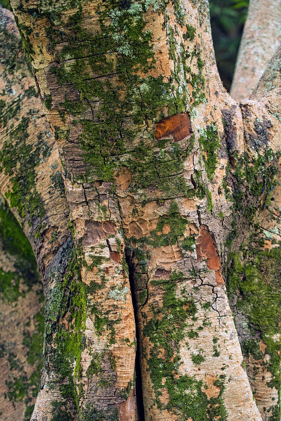 brown tree closeup photography, day, plant, nature, tree trunk HD wallpaper