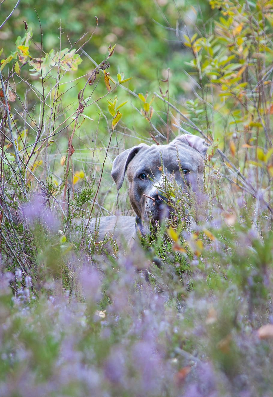 heide, heather, dog, view, hidden, amstaff, pitbull, terrier HD wallpaper
