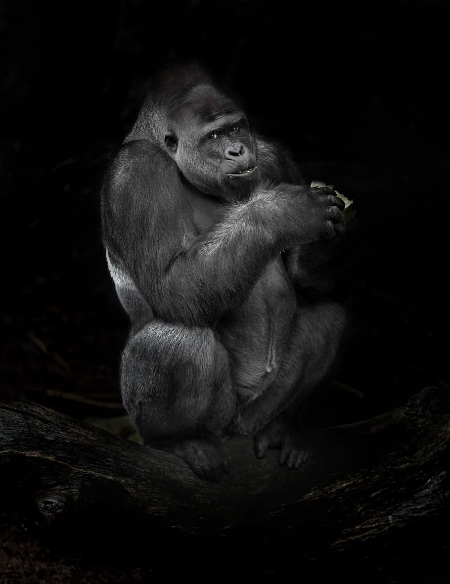 gorilla sketch, animal, wildlife, monkey, mammal, ape, mosman
