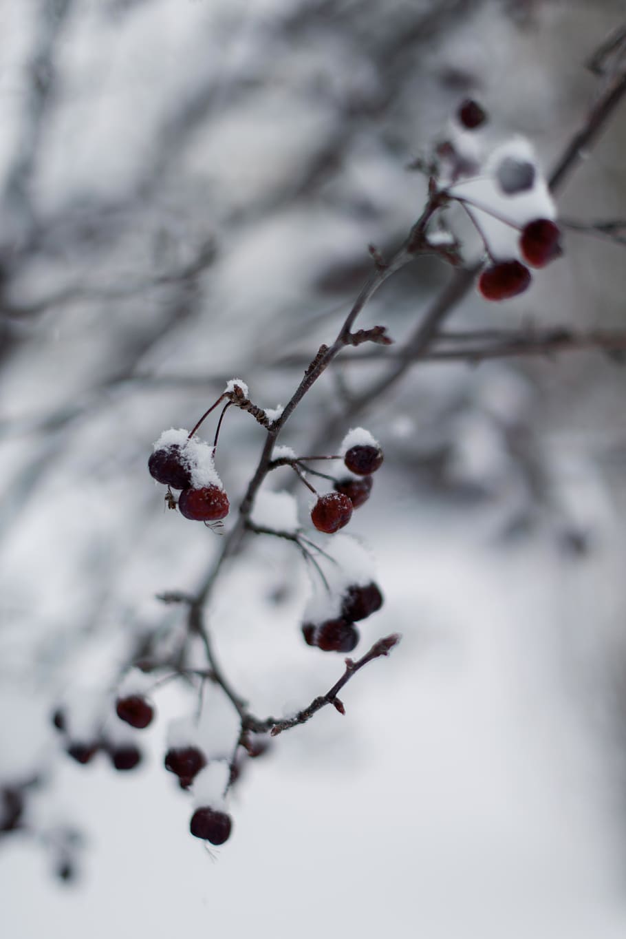 tree, berry, berries, snow, winter, fruit, berry fruit, healthy eating HD wallpaper