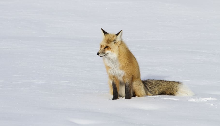 fox, red, lone, predator, snow, wildlife, nature, looking, fur HD wallpaper