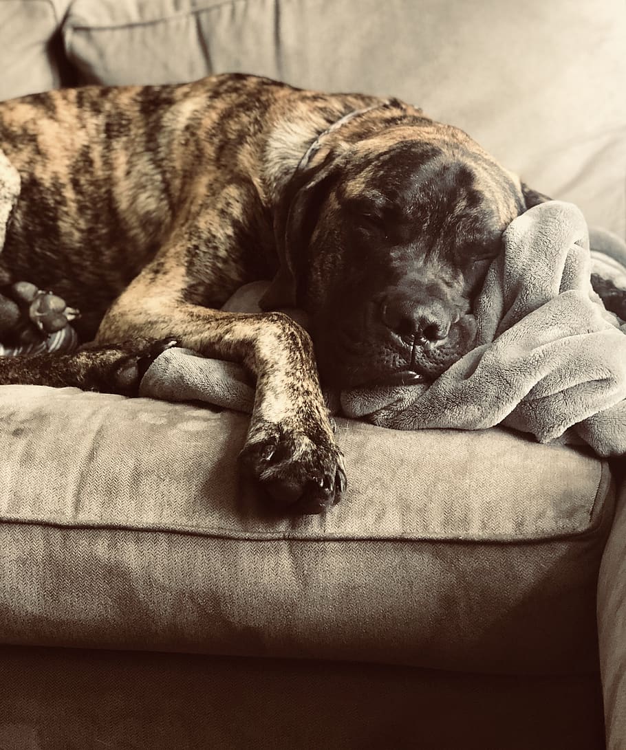 How Much Do Mastiffs Sleep